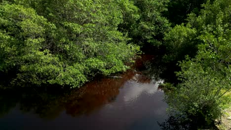 Crocodile-in-lake-surrounded-by-lush-green-mangroves-4K-Drone-starts-near-the-crocodile,-ascends-to-reveal-vibrant-mangrove-forest-and-university-building-in-Cancun