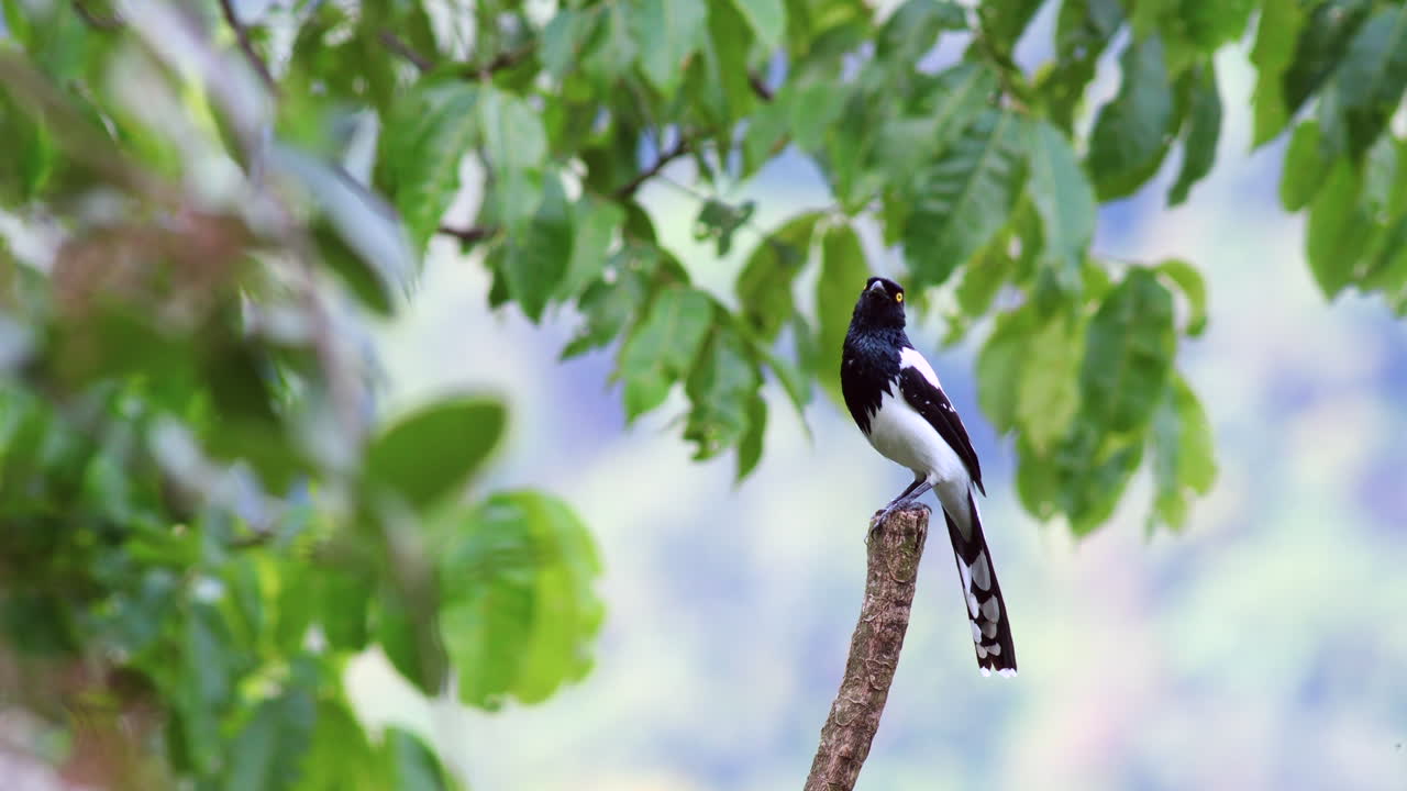 Hermoso y colorido pájaro tangara urraca en la selva tropical exótica a la luz del día, Parque Madidi, Sadiri Lodge.