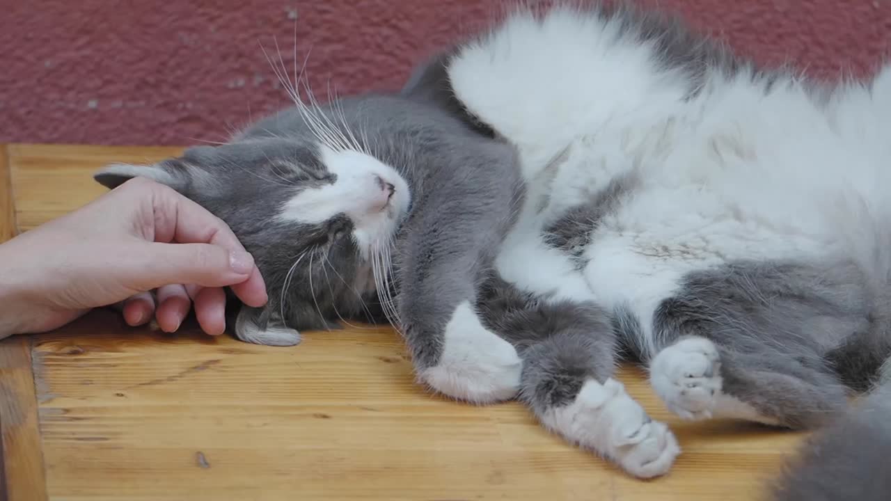 A person gently petting a relaxed grey and white cat