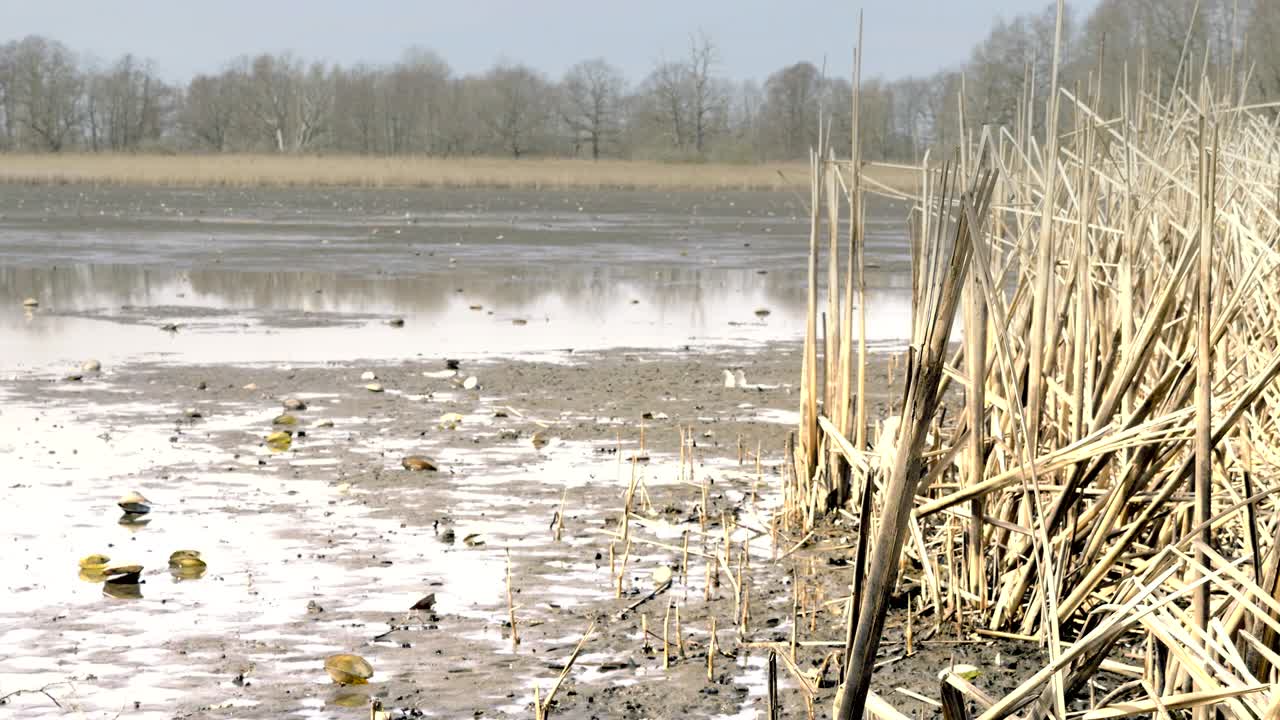 은 물이 없는  비어 있는 연못에 떨어졌고, 은 은 호수를 둘러싸고, 담수 데기와 조개.