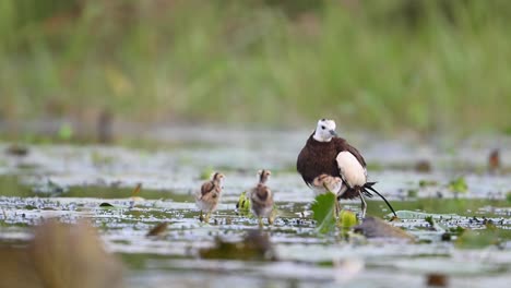 pheasant tailed jacana saving chicks from rain