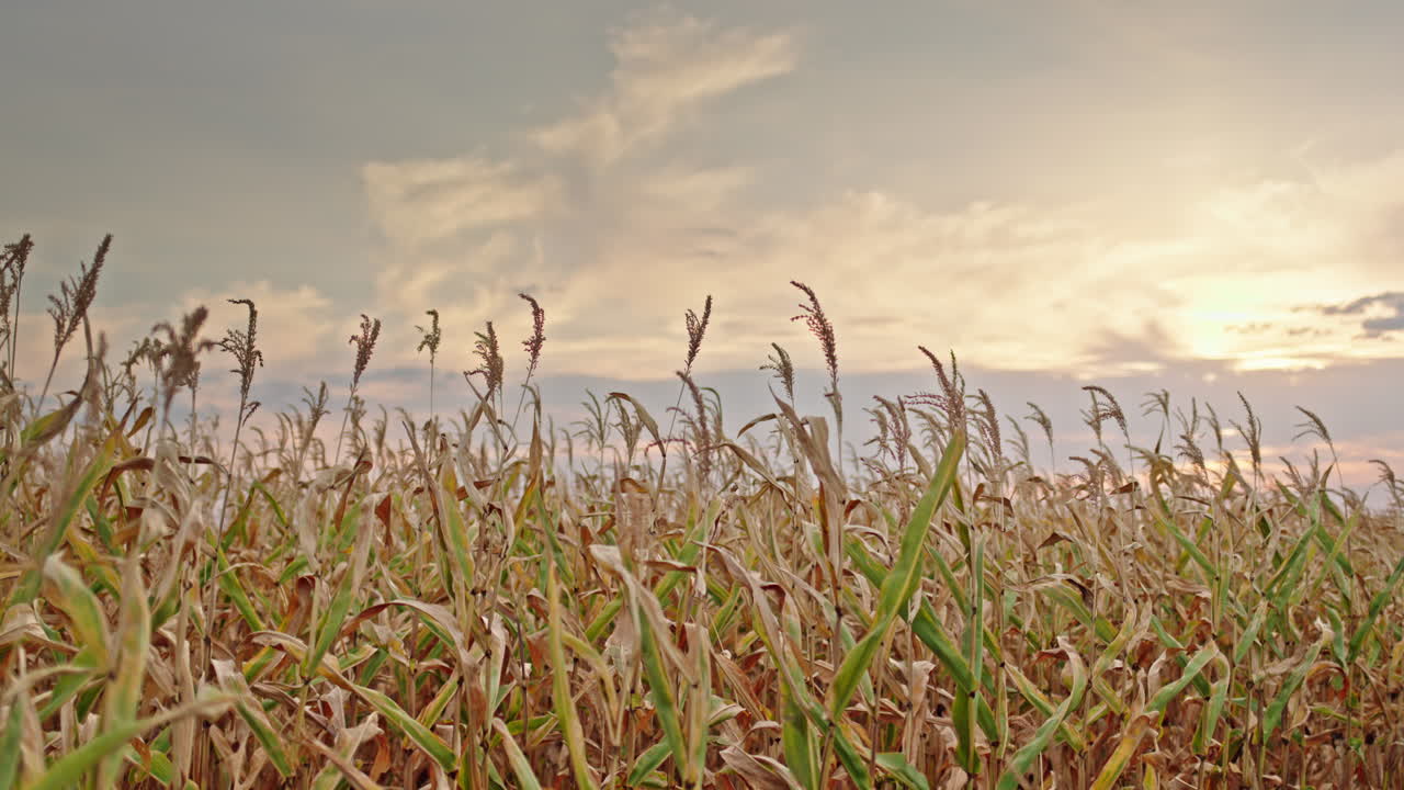 campo de maíz al atardecer