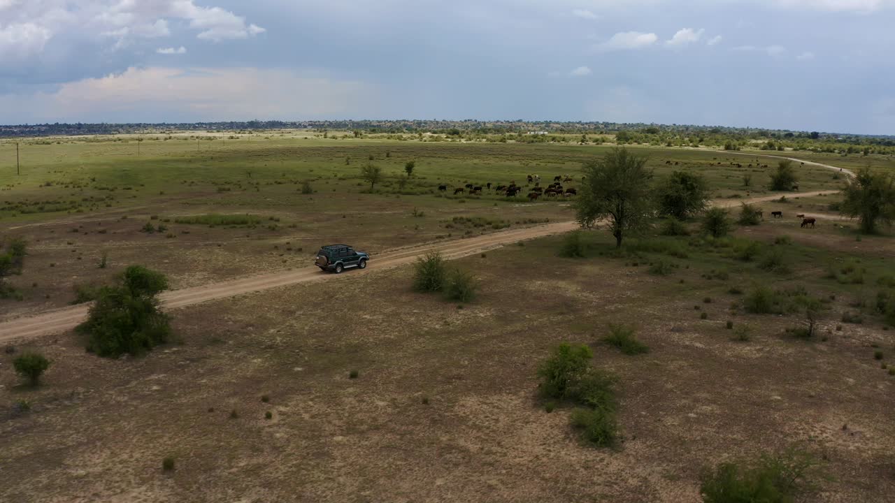 사바나 탐험 차량 4k 항공 드론 촬영