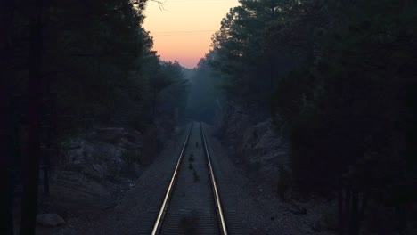 pov of the cheep train passing a forest at dawn