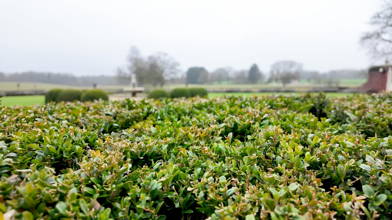 Siepe formale da giardino presso una dimora signorile in Inghilterra con vegetazione e prato caratterizzati da uno sfondo sfocato di alberi e una fontana distante in una giornata nuvolosa