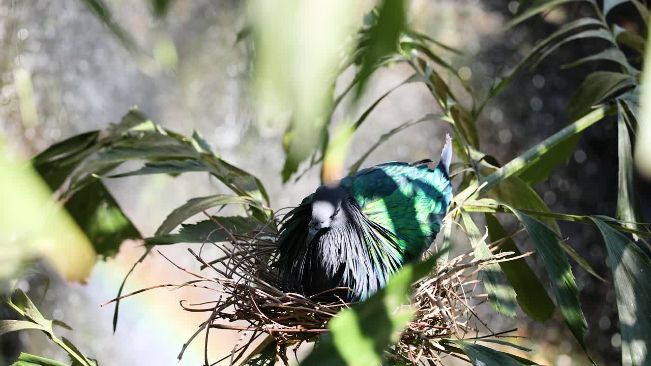 자연 서식지에서 둥지를 짓는 니코바르 비둘기