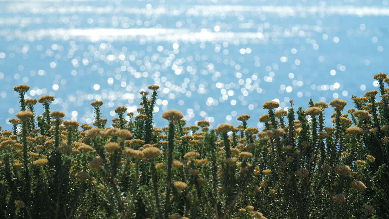 Beautiful light-yellow and green wildflowers in front of shimmering ocean on sunny day