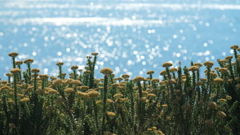beautiful light-yellow and green wildflowers in front of shimmering ocean on sunny day