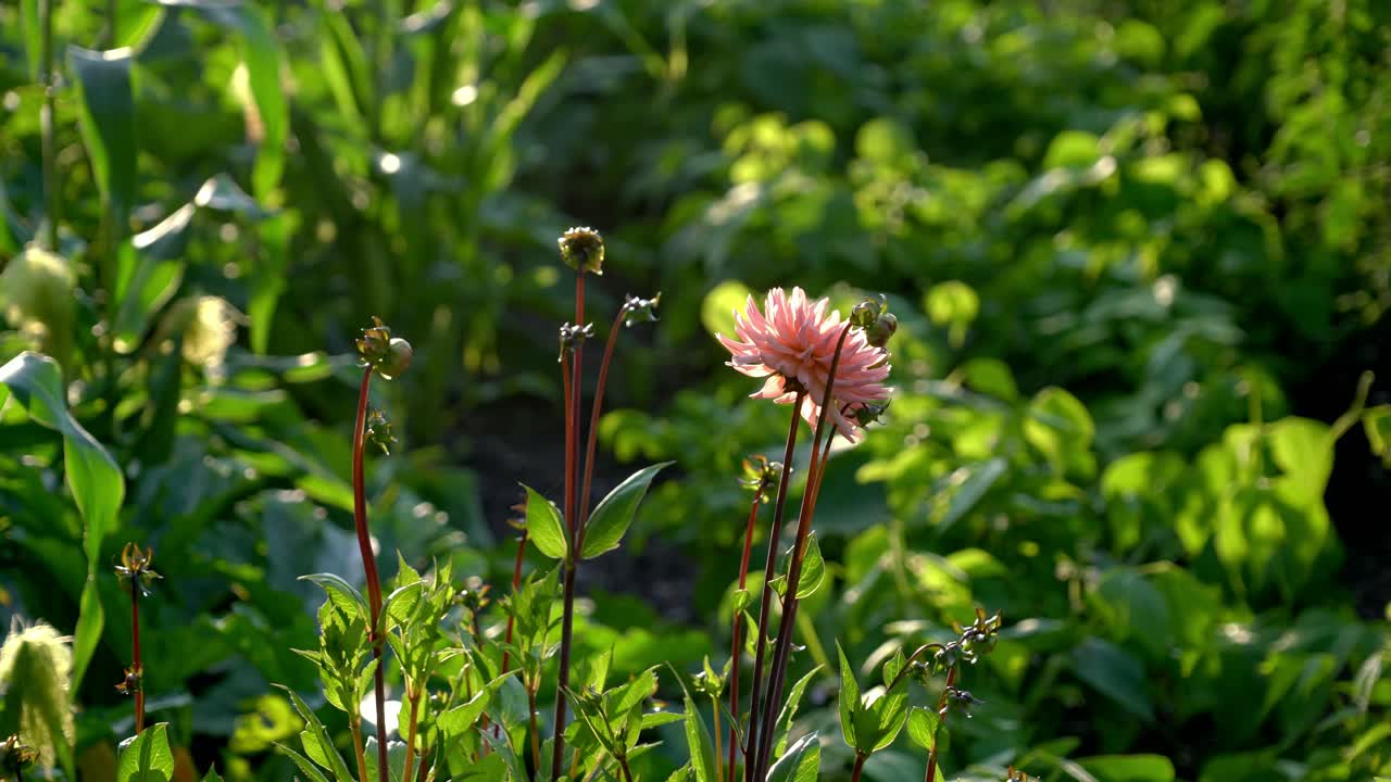 Flowers in full bloom in a beautiful garden at sunset in the summertime in Sweden.