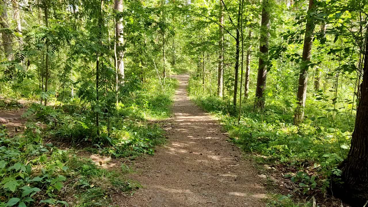 안정적인 캠 와이드 샷으로 녹색 혼합 숲을 통과하는 등산로를 걷는 것