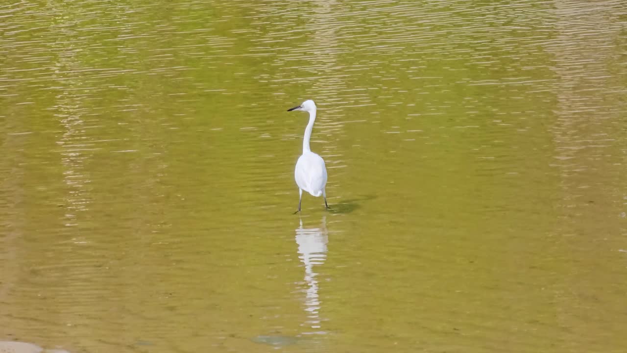 Little Egret White Bird Caught Fishes While Fishing in Shallow Sea Water Paddle