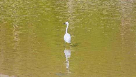 El-Pájaro-Blanco-Garceta-Atrapó-Peces-Mientras-Pescaba-En-Aguas-Poco-Profundas.