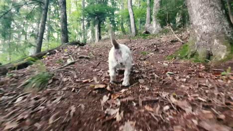 happy dog west highland terrier running in the forest