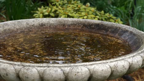 cámara lenta de gotas de lluvia que caen en un baño de pájaros de contrete redondo durante el día lluvioso causando muchas ondas y salpicaduras en el jardín de la casa