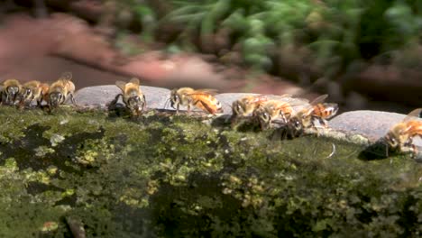 abejas melíferas bebiendo de una fuente en un día caluroso
