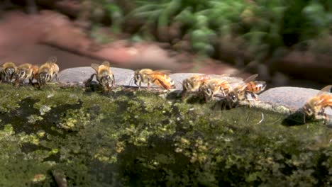 honey bees drinking from a fountain on a hot day