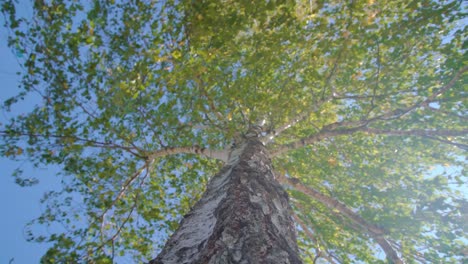 toma cinematográfica de un árbol durante el verano, punto de vista descendente y rotativo a lo largo del cuerpo del árbol, concepto del árbol de la vida