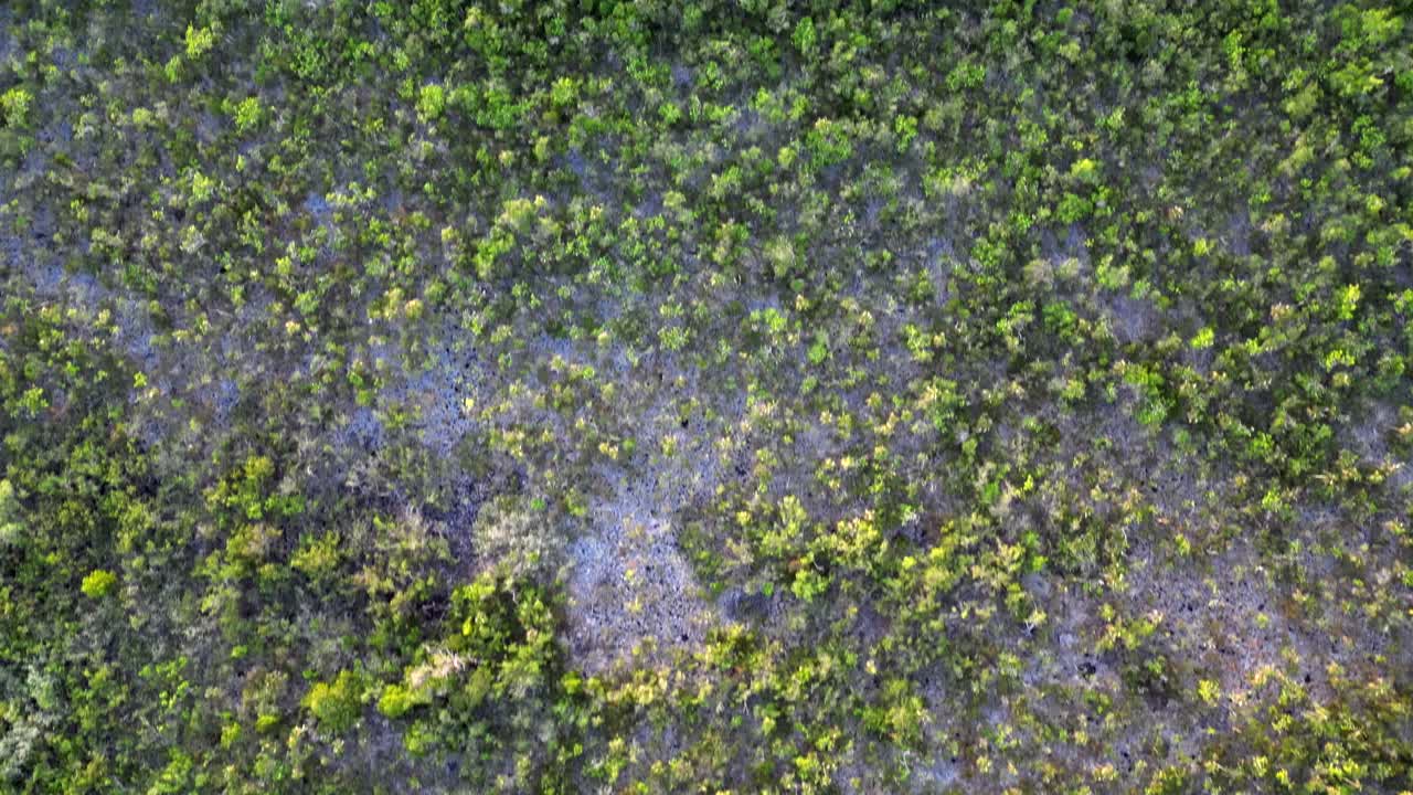 un avión no tripulado vuela sobre el dosel de una selva y selva tropical hacia una carretera mientras mira directamente hacia abajo hacia el dosel de los árboles en las islas caimán en el caribe