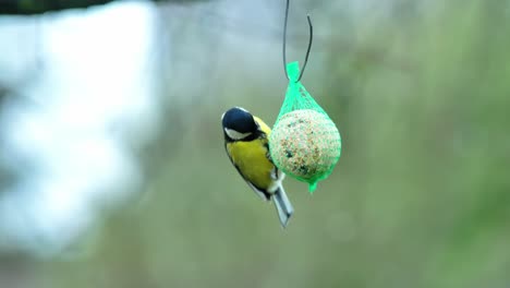 static slow-mo shot of tit feeding in light rain, second bird quickly flies off