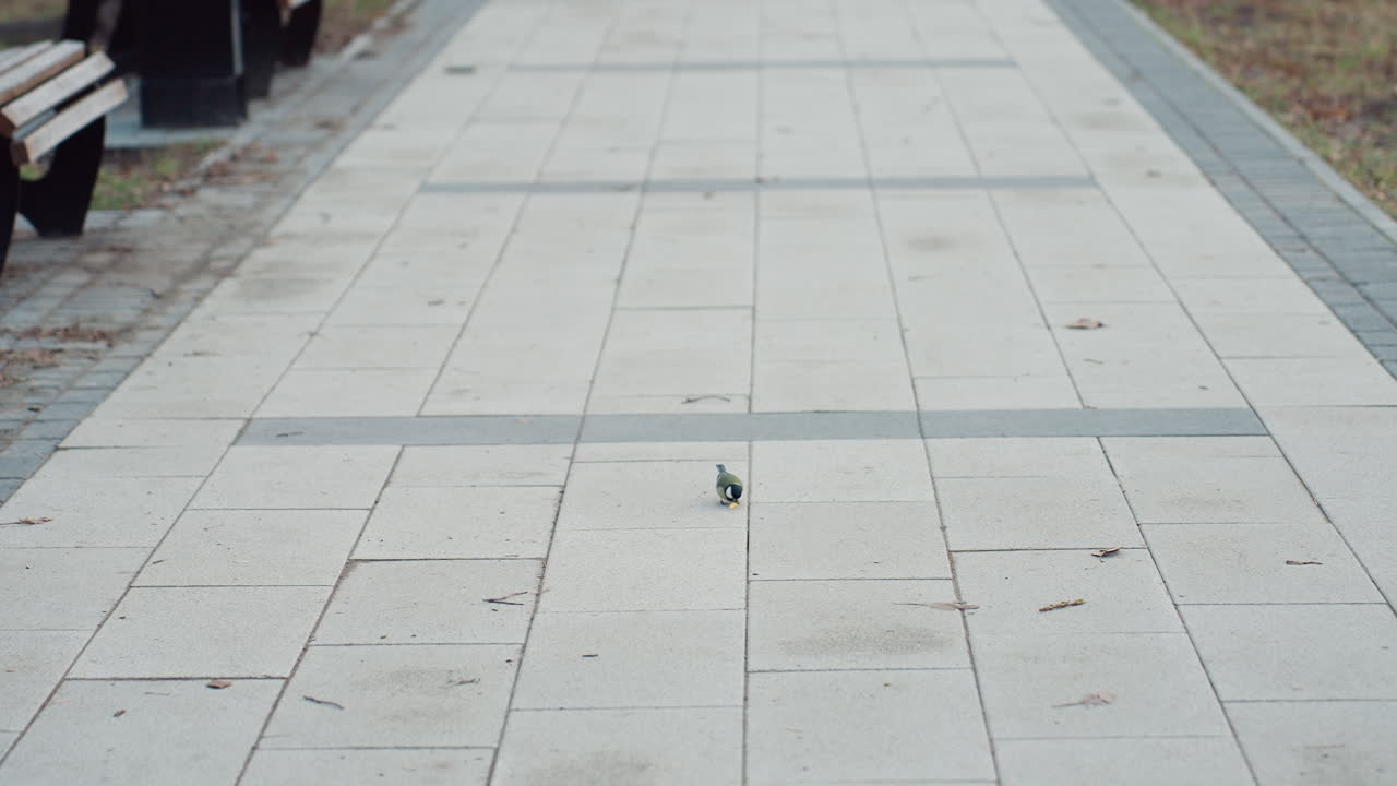 Single small bird perches on wide walkway pavement in empty park, surrounded by scattered leaves and benches on either side, creating peaceful and minimalistic outdoor scene with soft daylight