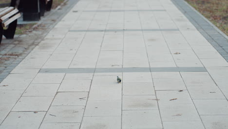 single small bird perches on wide walkway pavement in empty park, surrounded by scattered leaves and benches on either side, creating peaceful and minimalistic outdoor scene with soft daylight
