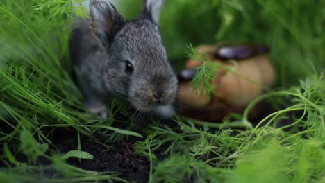 Cute little rabbits on green grass, white little rabbit