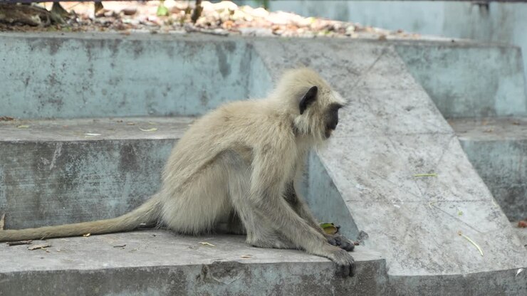 A Hanuman or langur is sitting on a concrete wall