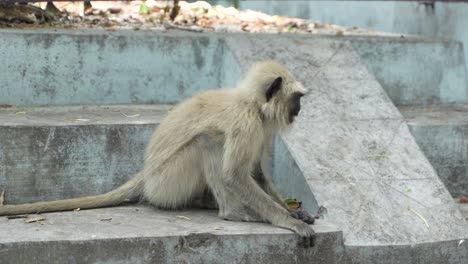 un hanuman o langur está sentado en una pared de hormigón