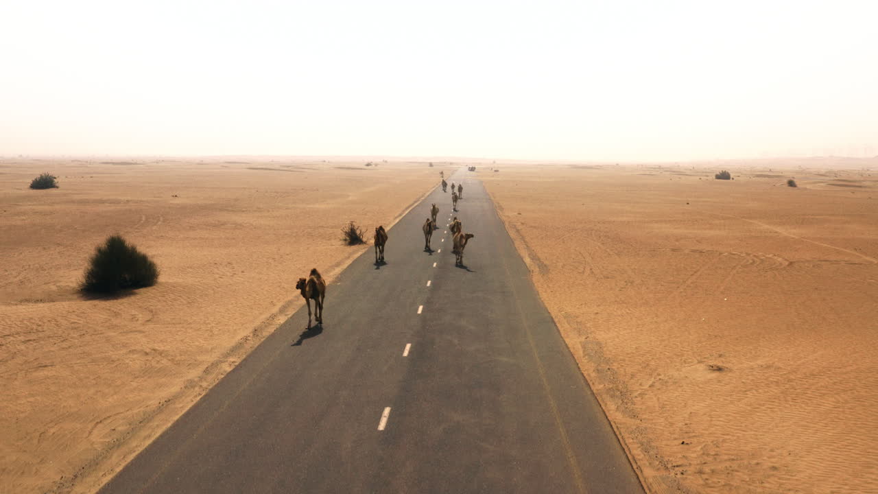 Camels on a Desert Road
