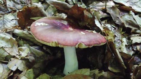 hongos empujando las hojas muertas para tomar aire, temporada de otoño