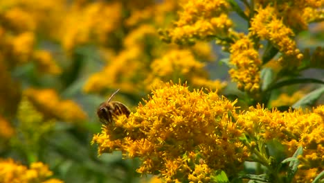 Una-Abeja-Recolecta-Polen-De-Una-Planta-Cerca-De-Un-Lago-Rural-En-El-Centro-De-Vermont