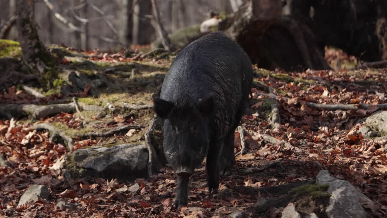 cinghiale che cammina attraverso la foresta muschiosa piena di foglie slomo