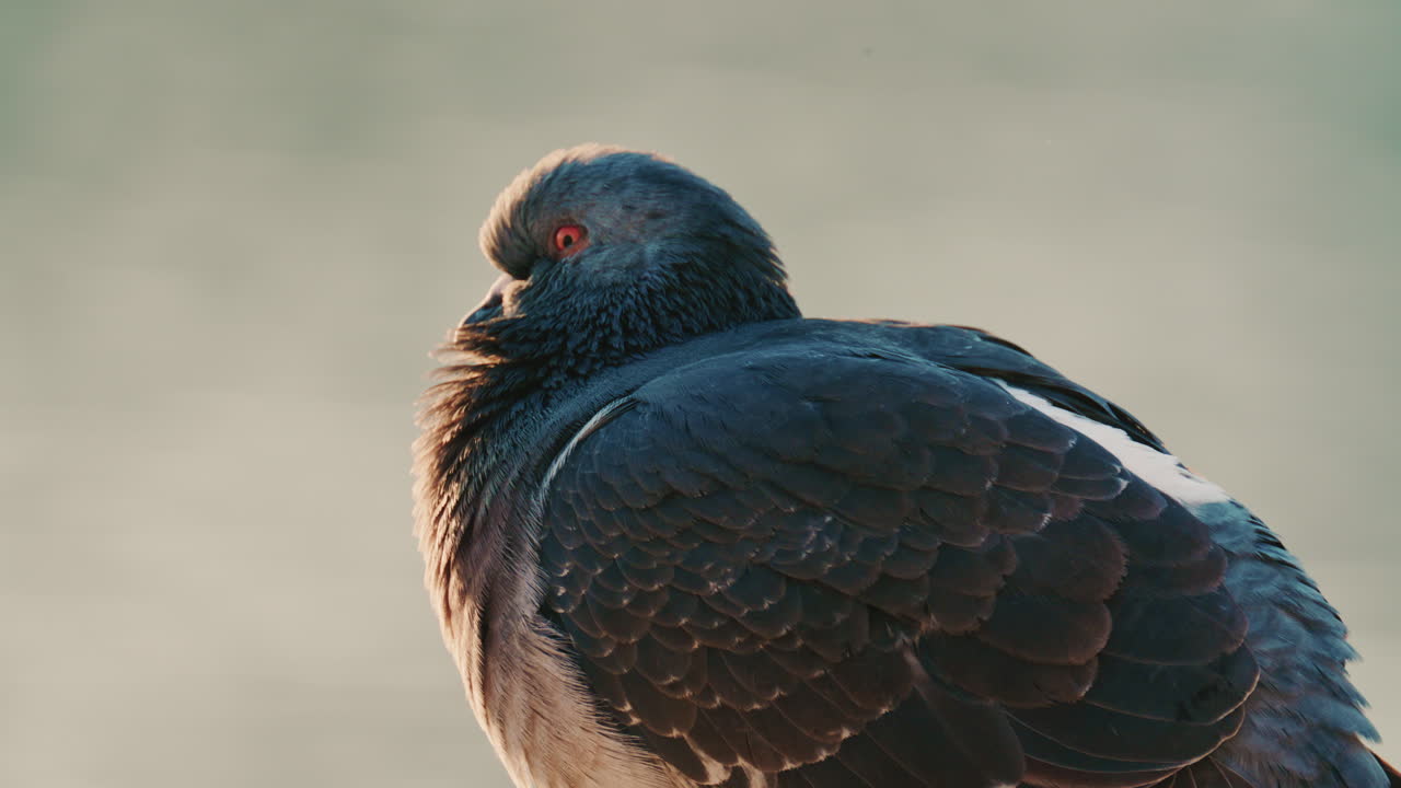 Close up of a pigeon standing on a coastal rock with a thin fishing line tangled around its foot