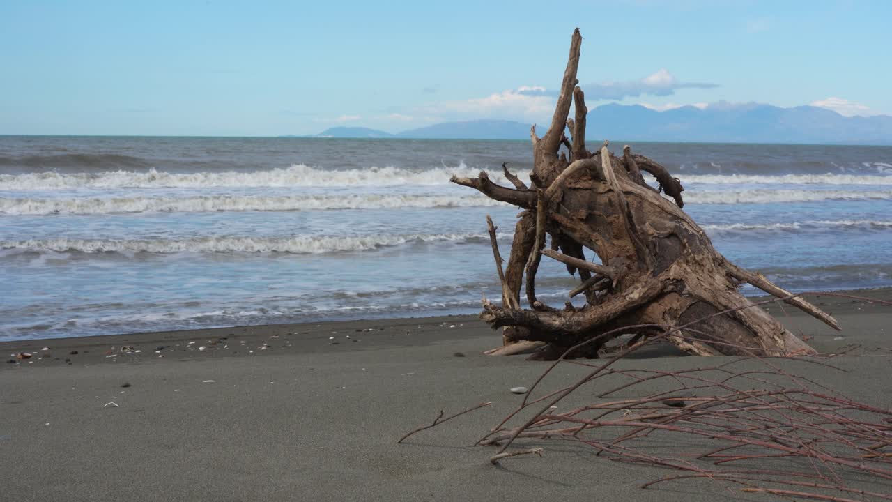 Tronco apodrecido preso na areia da praia, esculpido pelo vento em uma escultura abstrata significativa.