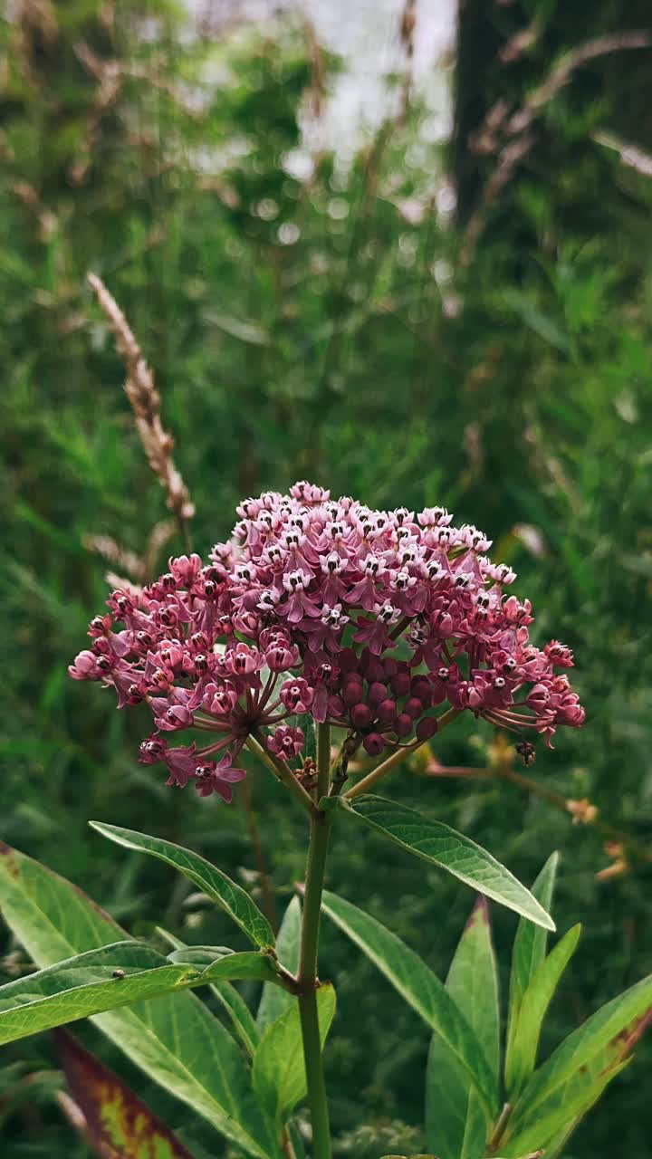primer plano de una flor púrpura en la naturaleza
