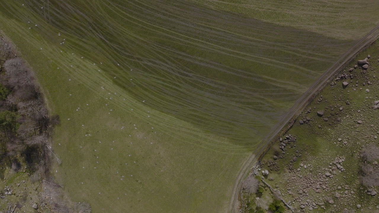 gaviotas volando y aterrizando en pastos verdes