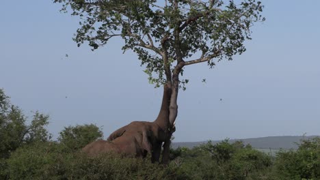 A-large-African-elephant-shakes-a-tree-violently,-the-leaves-flutter-down