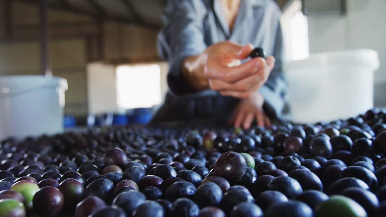 수확 된 올리브 를 4k 버 ⁇  에 넣고 있는 여성 노동자