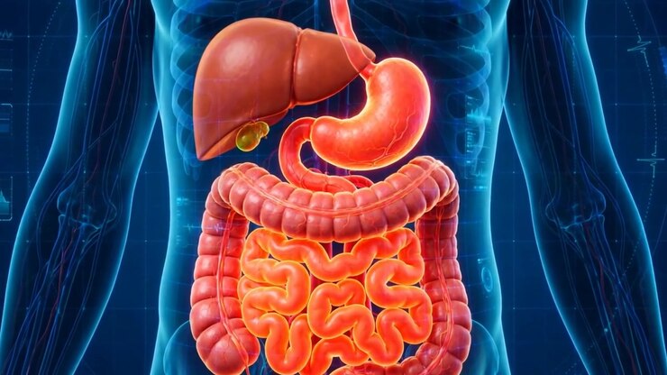 3D Medical Animation of Human Digestive System