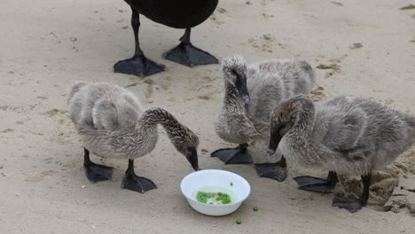 goslings eating together on sandy ground