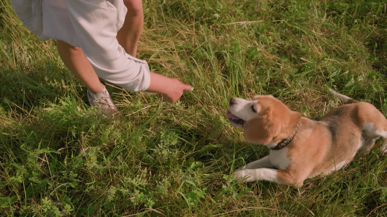 애완동물 애호가 는 잔디 에 있는 야외 에서 개 와 함께 놀고 있으며, 개 는 빛 이 빛나는 날 에 은 초록색 으로 둘러싸인 땅 에서 혀 를 펴고 행복 하게 굴러다닙니다.
