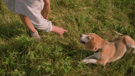 pet lover playing with dog outdoors on grassy field while dog happily rolls on ground with tongue out on sunny day, surrounded by lush greenery