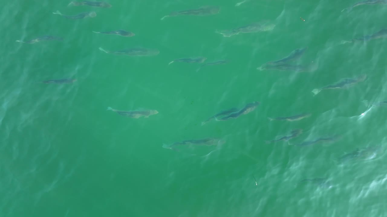 표면 근처의 학교에서 수영하는 줄무늬 농어