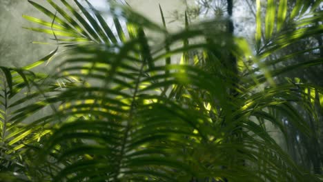 Helles-Licht,-Das-Durch-Den-Feuchten,-Nebligen-Nebel-Und-Die-Dschungelblätter-Scheint