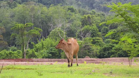 cow in a field next to a forest