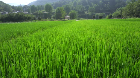 rice fields in the south in summer