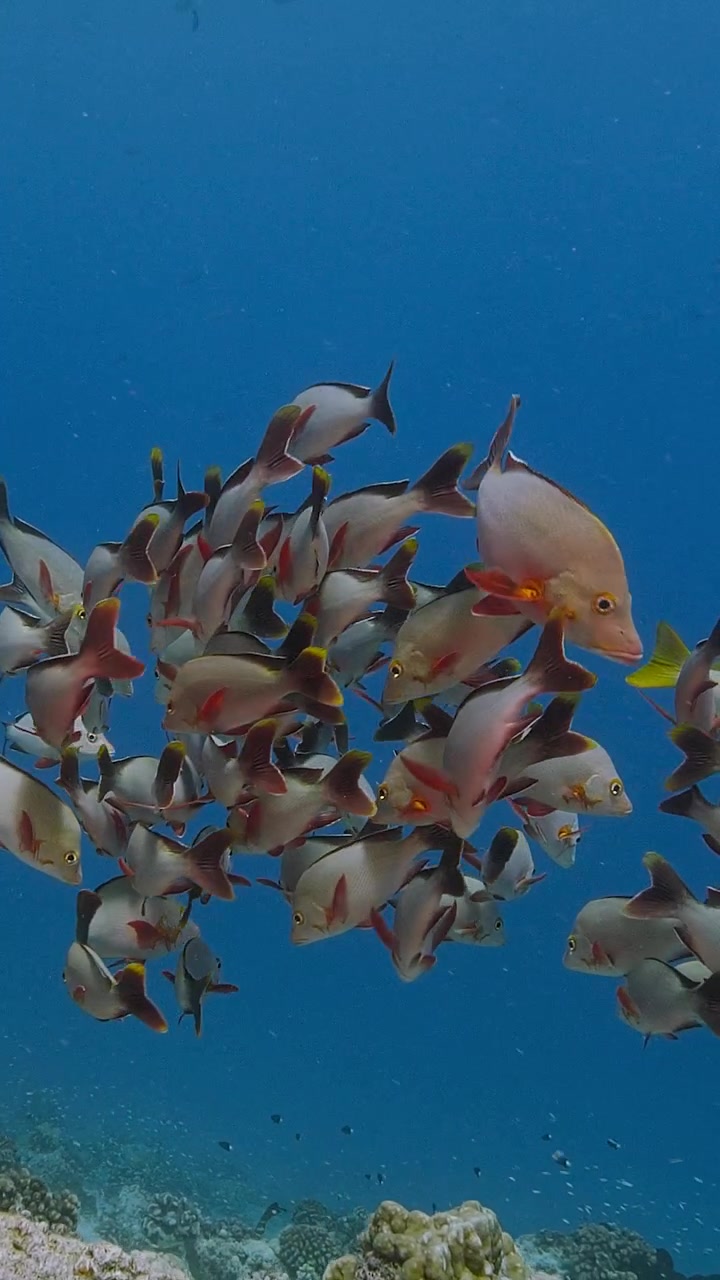 Pesci colorati della barriera corallina tropicale su una bellissima barriera corallina - Lutiano coda a pagaia in acqua blu limpida