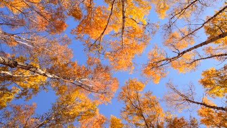 autumn forest against the blue sky.