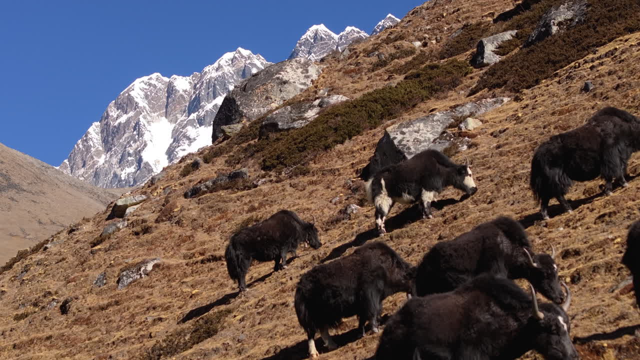 Drone-pull-shot, der viser grupper af græssende yakokser på tørt bjergland i Nepals Everest-region, med sneklædte Himalaya-bjerge i baggrunden.