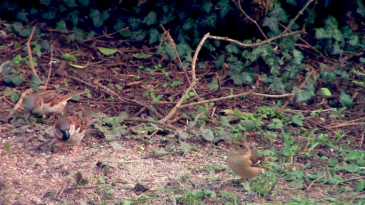 영국, 영국의 정원에서 땅에 먹이를 주는 참새